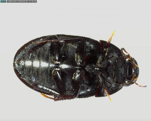 Réf. 248 539 : Limnoxenus niger